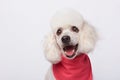 Headshot of white cute groomed poodle