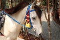 headshot of a white pony horse available for ride in recreation place Royalty Free Stock Photo