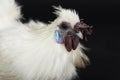 Headshot of white rooster Royalty Free Stock Photo