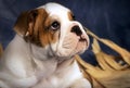 puppy bulldog Royalty Free Stock Photo