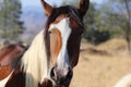 Headshot wild American mustang horse Paint Pinto cross