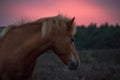 Headshot of a wild horse sunset