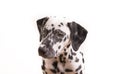 One Headshot of young dotted Dalmatian puppy