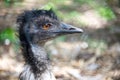 Headshot of a young emu bird Royalty Free Stock Photo