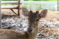 Headshot of Young fawn spotted deer or chitals portrait in a zoo. Wildlife and animal photo