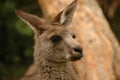 Headshot of Young Kangaroo Royalty Free Stock Photo