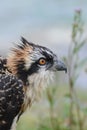 Headshot of a Young Osprey