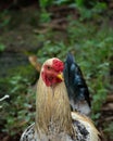 Headshot of a young rooster