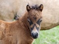 Headshot of a Young Shetland Foal Royalty Free Stock Photo