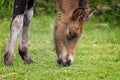 Headshot of a young wild Dartmoor pony grazing on grass