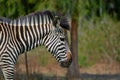 Headshot of a a Zebra at Pazuri Outdoor Park, close by Lusaka in Zambia.