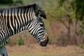 Headshot of a a Zebra at Pazuri Outdoor Park, close by Lusaka in Zambia.