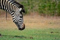 Headshot of a a Zebra at Pazuri Outdoor Park, close by Lusaka in Zambia.