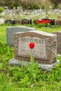 Headstone in a cemetery with one red tulip Royalty Free Stock Photo