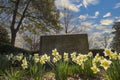 A headstone over a grave surrounded by yellow daffodils in the graveyard with bare winter trees and lush green trees and blue sky