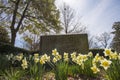 A headstone over a grave surrounded by yellow daffodils in the graveyard with bare winter trees and lush green trees and blue sky