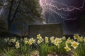 A headstone over a grave surrounded by yellow daffodils in the graveyard with bare winter trees and lush green trees, stor