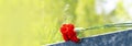 Headstone with a red carnation. A red carnation was left on a gravestone in a cemetery for a man who passed away. Flower Royalty Free Stock Photo