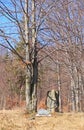 Headstone under the tree Royalty Free Stock Photo