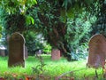 Tree covered graveyard in afternoon sunshine, UK