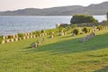 Headstones, Burnu Cemetery at Anzac Cove, Gallipoli Peninsula, Turkey Royalty Free Stock Photo