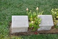 Headstones, Burnu Cemetery at Anzac Cove, Gallipoli Peninsula, Turkey Royalty Free Stock Photo