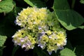 Heady fragrance of Hydrangea bush