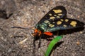 Heady Maiden moth Amata cerbera, Kruger National Park