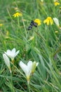 A Heady Maiden moth Amata kuhlweini feasting pollen on a beautiful flower, Cape Town