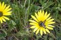 A Heady Maiden moth (Amata kuhlweini) feasting pollen on a beautiful flower, Cape Town