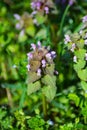 Heal-All, Prunella vulgaris Royalty Free Stock Photo