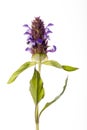 Heal All - Prunella vulgaris Royalty Free Stock Photo