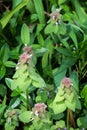 Heal-All, Prunella vulgaris Royalty Free Stock Photo