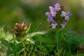 heal flower flowers in bloom in the meadow