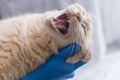 Healed gums in a cat after tooth extraction. Tooth extraction in a cat after advanced periodontitis Royalty Free Stock Photo