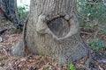 Healed Knot in a Living Tree Trunk