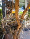 Close-up view of magpie`s nest made of coat hangers