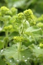 Healing Alchemilla vulgaris