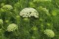 Healing Ammi majus