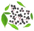 Healing berries of black elderberry fruits with green leaves isolated on white background, view from above. Sambucus Royalty Free Stock Photo