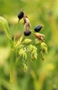 Healing cereal Coix lacryma Royalty Free Stock Photo