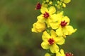 Healing dark mullein flower blooming