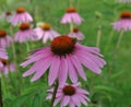 Healing Echinacea plant/flower in the garden with a bee. Relaxing atmosphere. Royalty Free Stock Photo