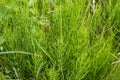 Healing field Horsetail Herbs. Hand picking off medicinal herbs of Equisetum arvense for making healthy tea or infusion. Wild Royalty Free Stock Photo