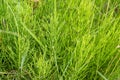 Healing field Horsetail Herbs. Hand picking off medicinal herbs of Equisetum arvense for making healthy tea or infusion Royalty Free Stock Photo