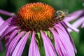 Healing flowers Echinacea and honey bee