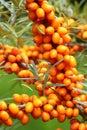 Healing fruit Hippophae rhamnoides