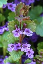 Healing Glechoma hederacea Royalty Free Stock Photo