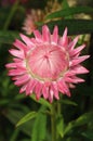 Healing golden everlasting flower blooming