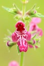 Healing hedge woundwort flower blooming Royalty Free Stock Photo